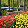 Dagje Keukenhof